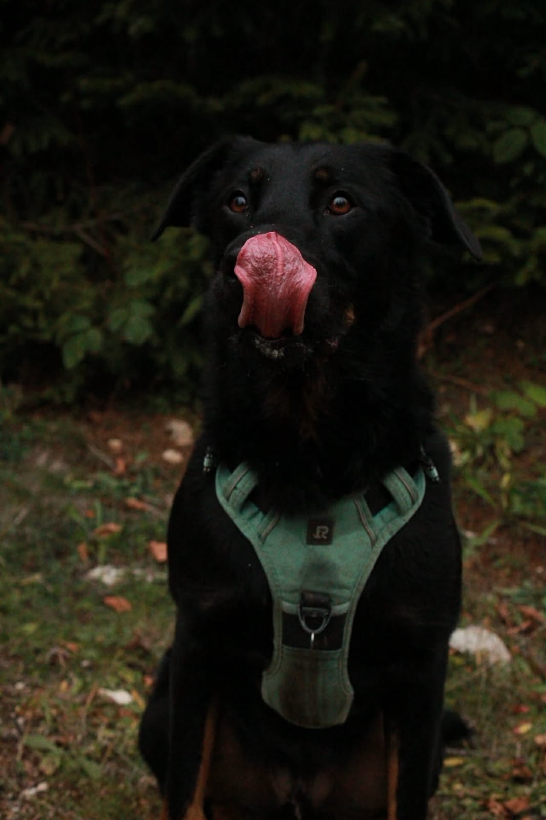 Koda