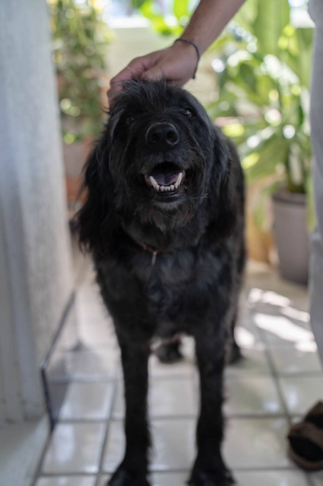 Bob