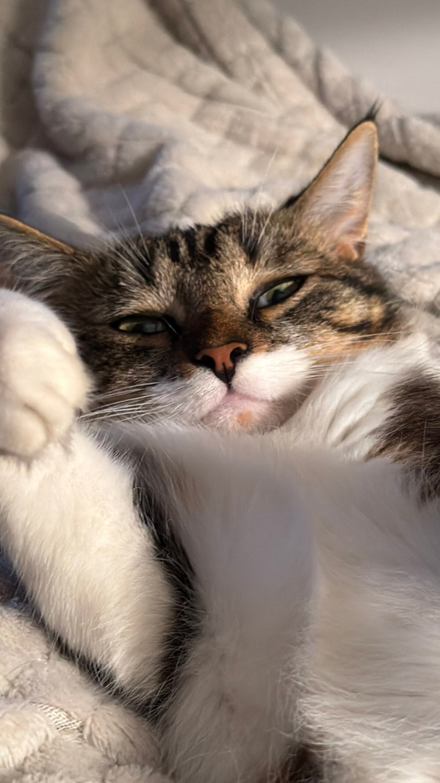 ZIZETTE